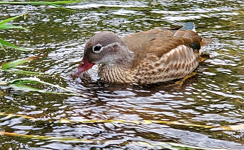 ヤマメの釣果