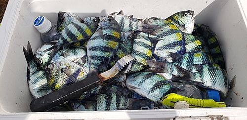 オヤビッチャの釣果