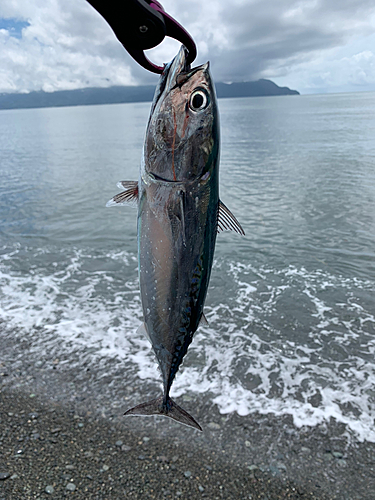 ソウダガツオの釣果