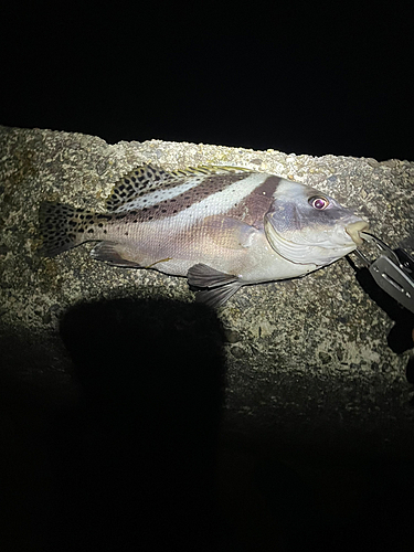 コショウダイの釣果