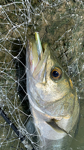 フッコ（マルスズキ）の釣果