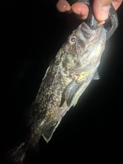 クロソイの釣果