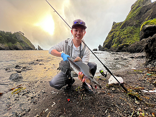 カラフトマスの釣果