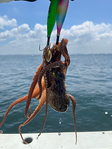 マダコの釣果