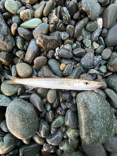 カマスの釣果