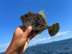 カワハギの釣果