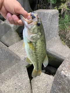 ラージマウスバスの釣果