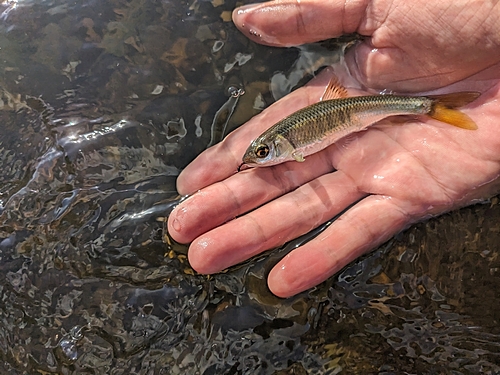 オイカワの釣果