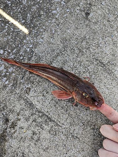 ホウボウの釣果