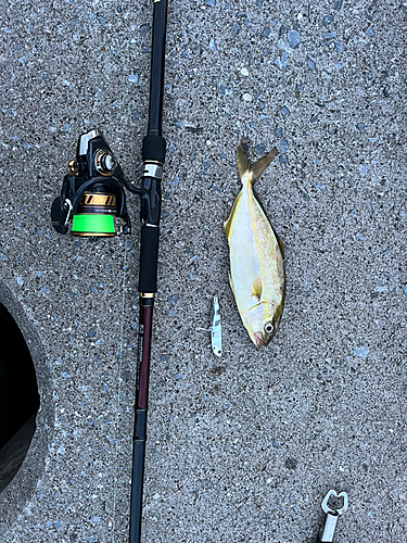 ショゴの釣果