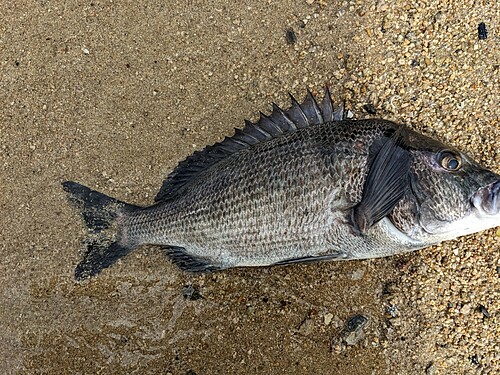 チヌの釣果