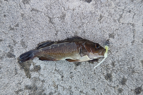 エゾメバルの釣果