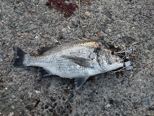 チヌの釣果