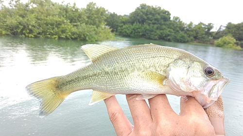 ラージマウスバスの釣果