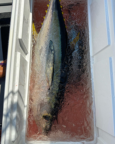 キハダマグロの釣果