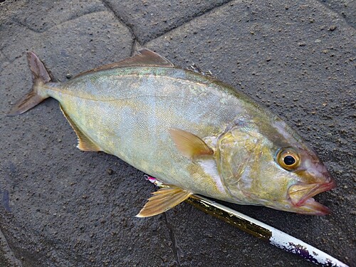 ショゴの釣果