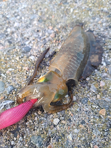 アオリイカの釣果