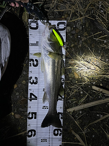 シーバスの釣果