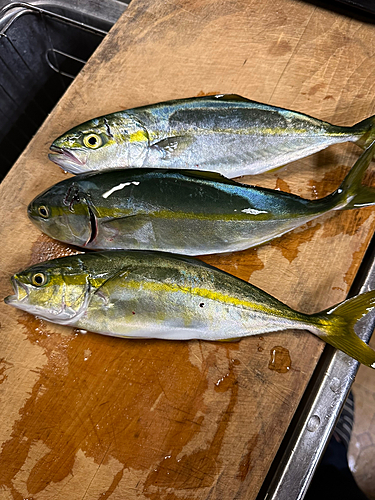 フクラギの釣果