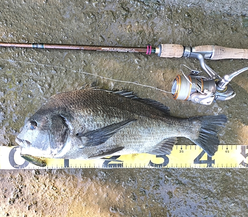 クロダイの釣果