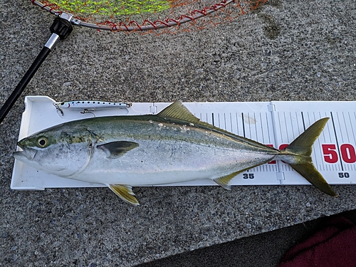 イナダの釣果