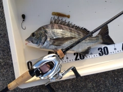 チヌの釣果