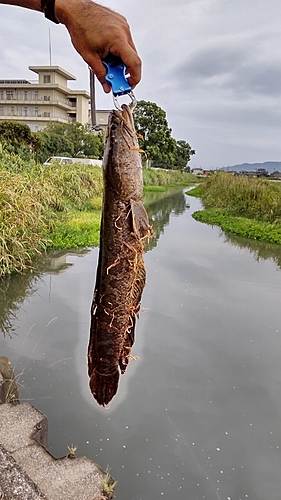 カムルチーの釣果