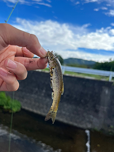 アブラハヤの釣果