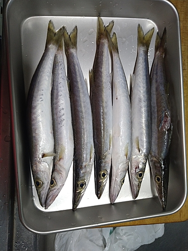 カマスの釣果