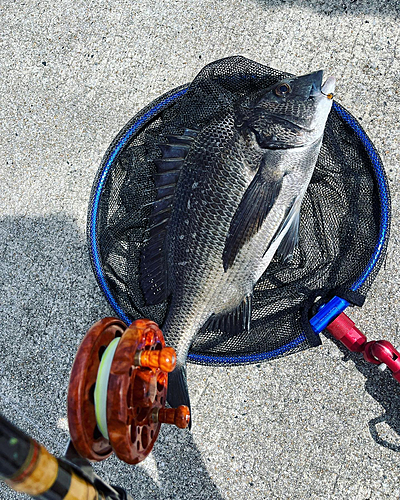 チヌの釣果