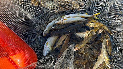 アユの釣果