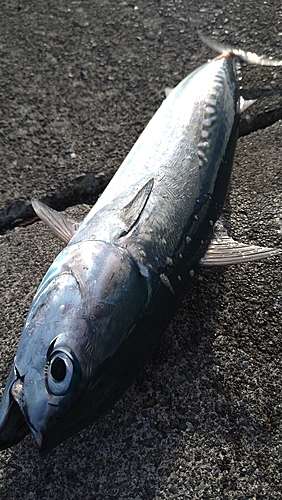 ソウダガツオの釣果