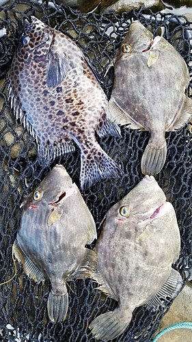 カワハギの釣果