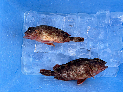 カサゴの釣果