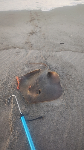 エイの釣果