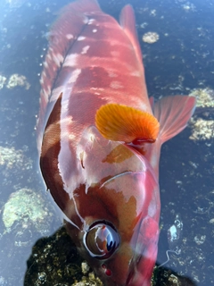 アカハタの釣果