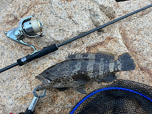 チャイロマルハタの釣果