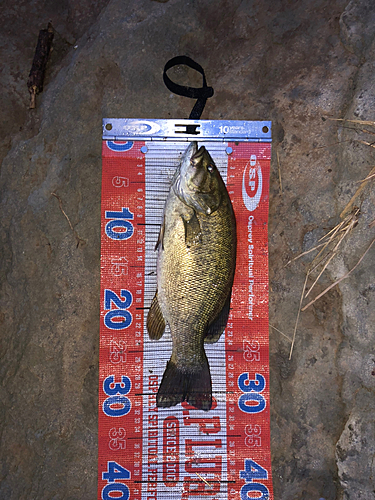 スモールマウスバスの釣果