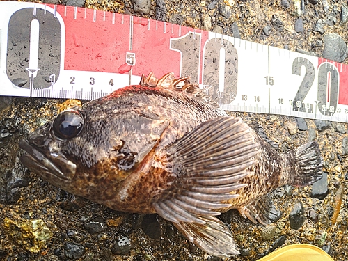 ムラソイの釣果