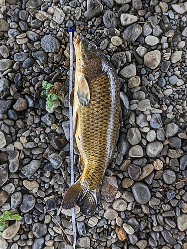 コイの釣果