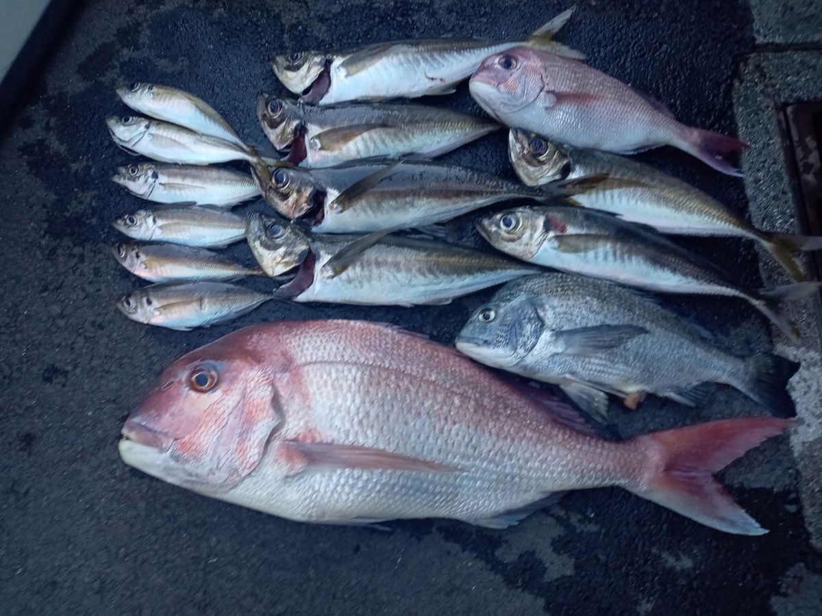 キバリンさんの釣果 3枚目の画像