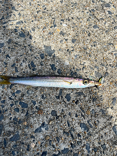 カマスの釣果