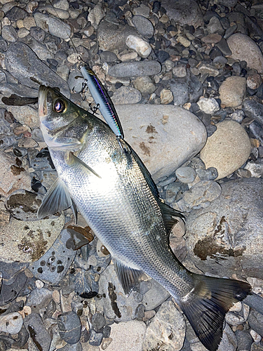 セイゴ（ヒラスズキ）の釣果