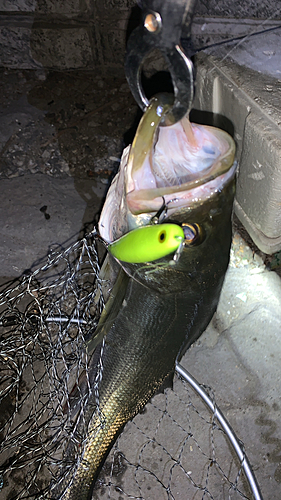 シーバスの釣果