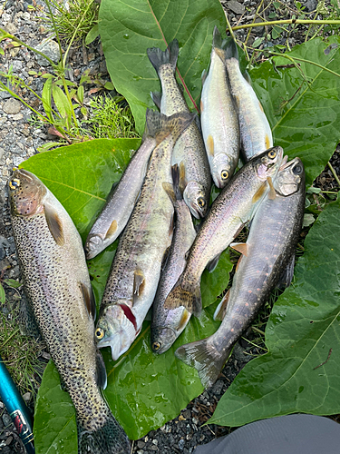 ニジマスの釣果