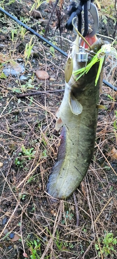 ナマズの釣果