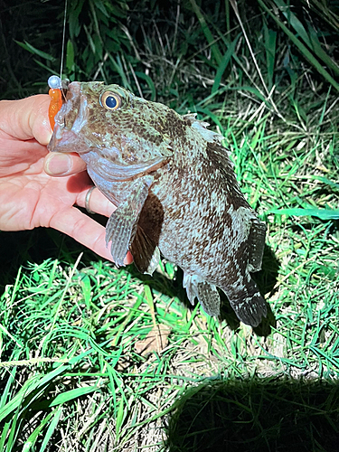 ソイの釣果