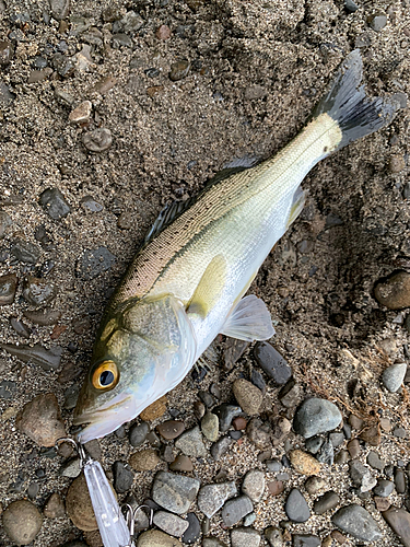 セイゴ（タイリクスズキ）の釣果