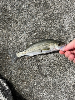 セイゴ（マルスズキ）の釣果