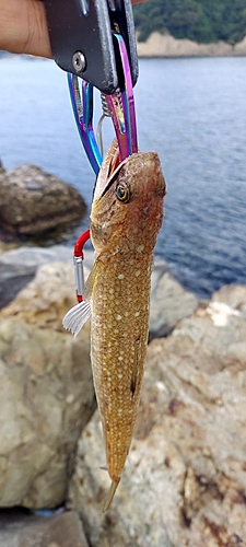 エソの釣果